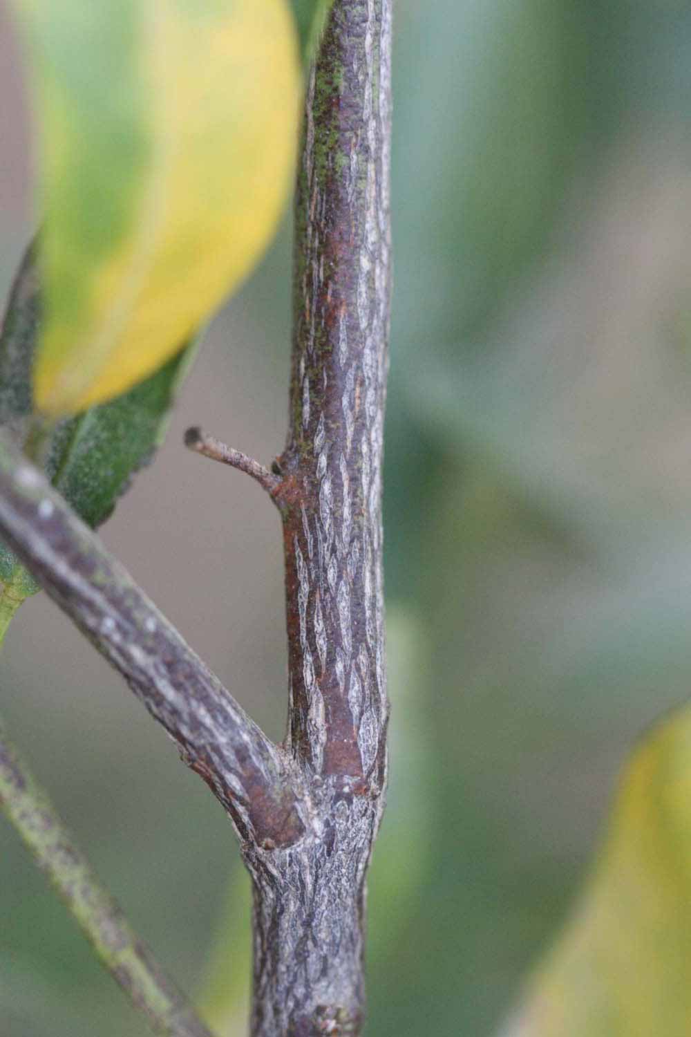                 Second - third year twig (Avana   Apireno, Riverside, CA)       